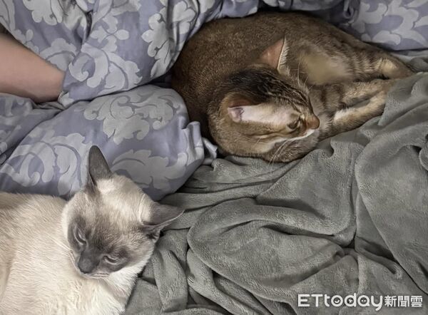 ▲▼奴才染頭髮，貓咪嚇到炸毛。（圖／Threads@___chu1223提供）