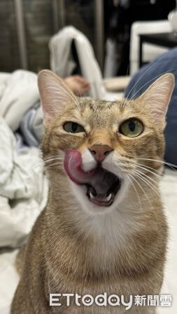 ▲▼奴才染頭髮，貓咪嚇到炸毛。（圖／Threads@___chu1223提供）