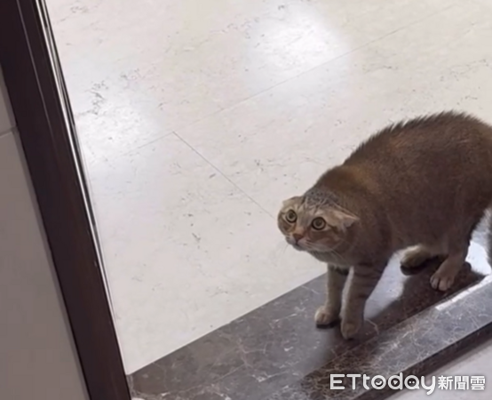 奴才染髮貓咪認不出　全身炸毛＋開飛機瞪眼：你是誰？