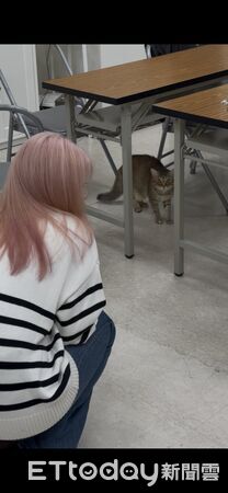 ▲▼奴才染頭髮，貓咪嚇到炸毛。（圖／Threads@___chu1223提供）