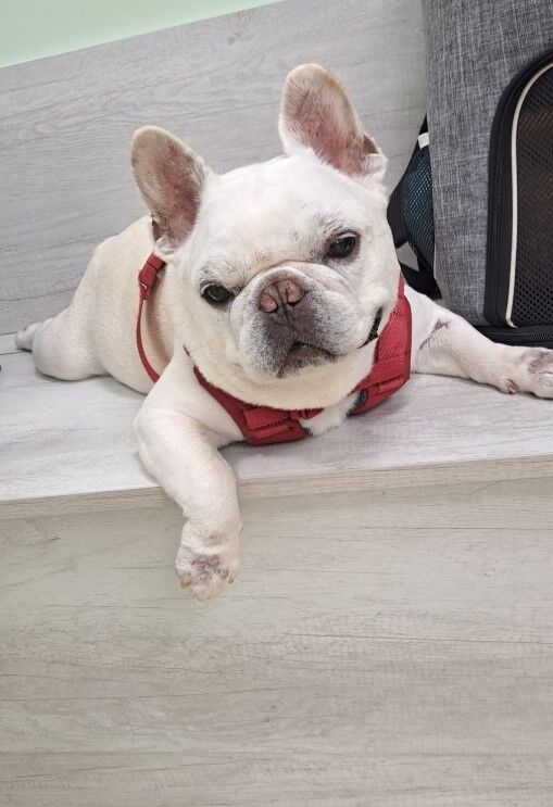 ▲法鬥君根過世。（圖／翻攝自法鬥君根弟弟粉專）