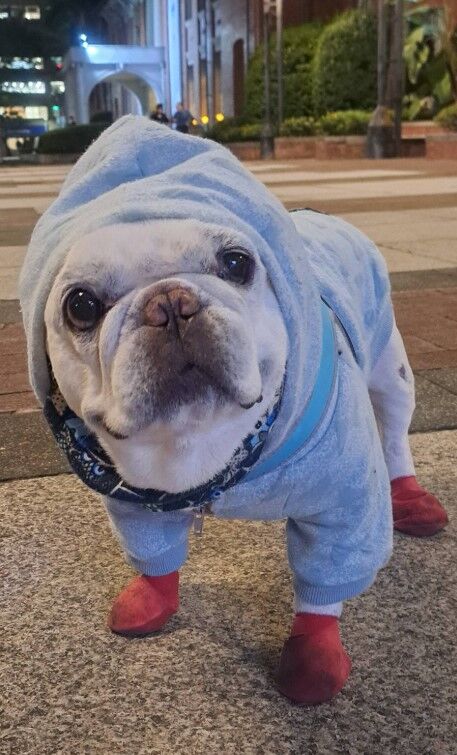 ▲法鬥君根過世。（圖／翻攝自法鬥君根弟弟粉專）