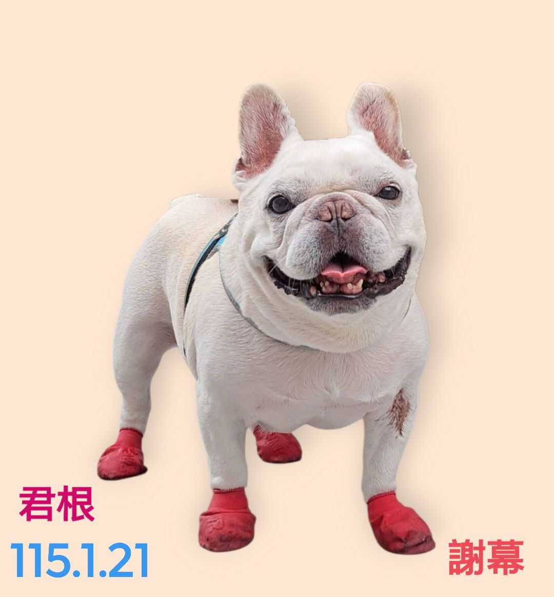 ▲法鬥君根過世。（圖／翻攝自法鬥君根弟弟粉專）