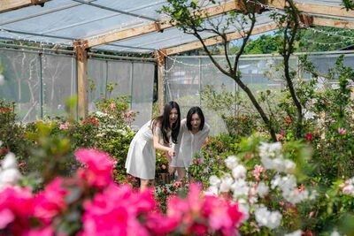 萬金杜鵑花展有全台唯一杜鵑美術館