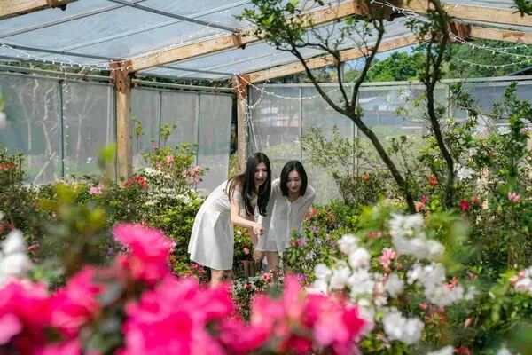 ▲2026萬金杜鵑花展將於2月7日開展。（資料照／新北市農業局提供）