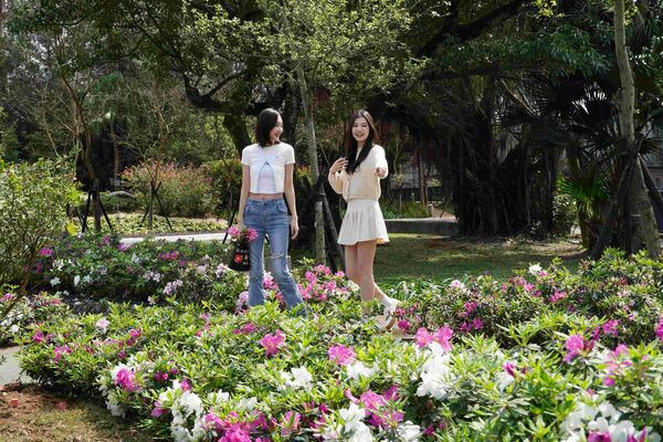 ▲2026萬金杜鵑花展將於2月7日開展。（資料照／新北市農業局提供）