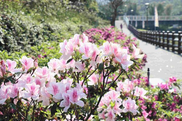 ▲2026萬金杜鵑花展將於2月7日開展。（資料照／新北市農業局提供）