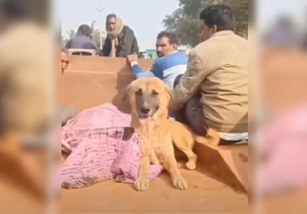 主人離世不肯走！忠犬「守護遺體一整晚」　追靈車4公里感動全村。（圖／翻攝自X）