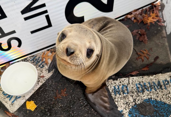 海獅寶寶和媽走散「闖進停車場」　抬頭萌看員警爆紅近況曝光。（圖／翻攝自The Marine Mammal Center）