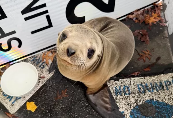 海獅寶寶和媽走散「闖進停車場」　抬頭萌看員警爆紅近況曝光。（圖／翻攝自The Marine Mammal Center）