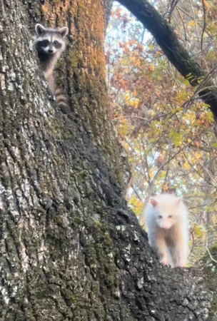 巧遇白色浣熊。（圖／翻攝自Tiktok@Thebeandips）