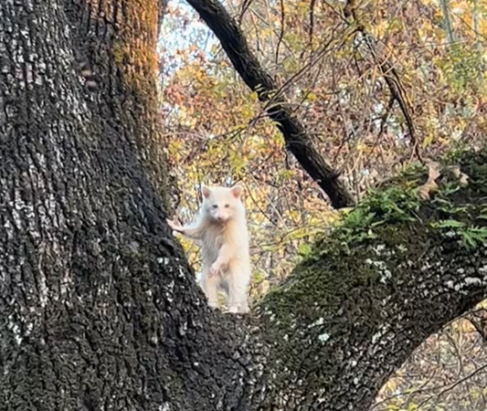 巧遇「白化浣熊」機率75萬分之一　他對眼驚訝：彷彿精靈出沒