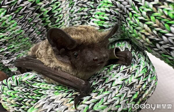 ▲觀霧地區相隔19年再次捕獲金黃鼠耳蝠，同時新增黃頸蝠為觀霧地區新紀錄物種，一舉讓觀霧地區成為目前國內已知報告中、單一地點蝙蝠物種數最高之處。（圖／雪霸國家公園管理處提供）