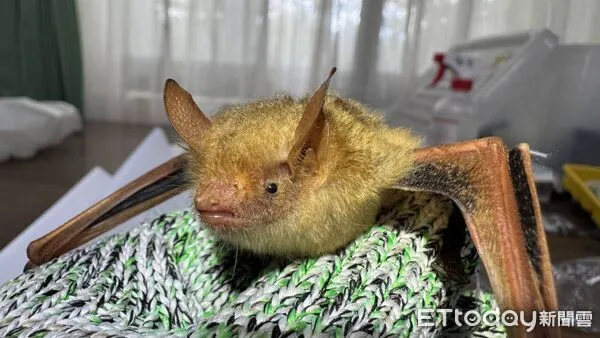 ▲觀霧地區相隔19年再次捕獲金黃鼠耳蝠，同時新增黃頸蝠為觀霧地區新紀錄物種，一舉讓觀霧地區成為目前國內已知報告中、單一地點蝙蝠物種數最高之處。（圖／雪霸國家公園管理處提供）