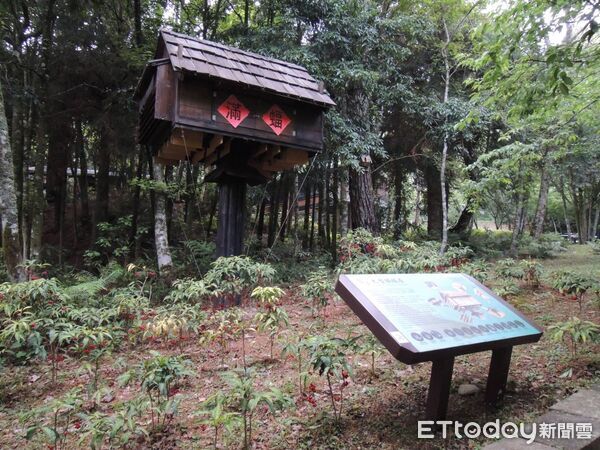 ▲觀霧地區相隔19年再次捕獲金黃鼠耳蝠，同時新增黃頸蝠為觀霧地區新紀錄物種，一舉讓觀霧地區成為目前國內已知報告中、單一地點蝙蝠物種數最高之處。（圖／雪霸國家公園管理處提供）