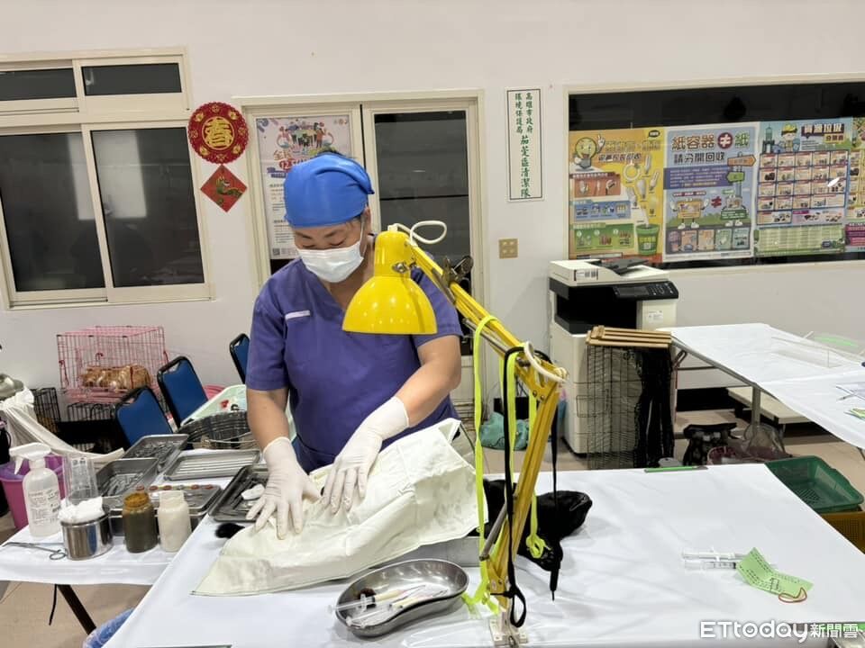 名額有限!高雄「犬貓絕育」補助開跑 每隻最高補1500元1人限2隻