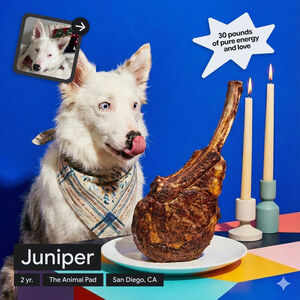 Google Gemini攜手收容所　用AI為待領養動物打造棚拍形象照