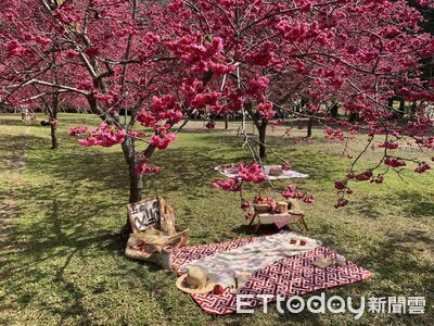 2026日月潭櫻花季即起登場