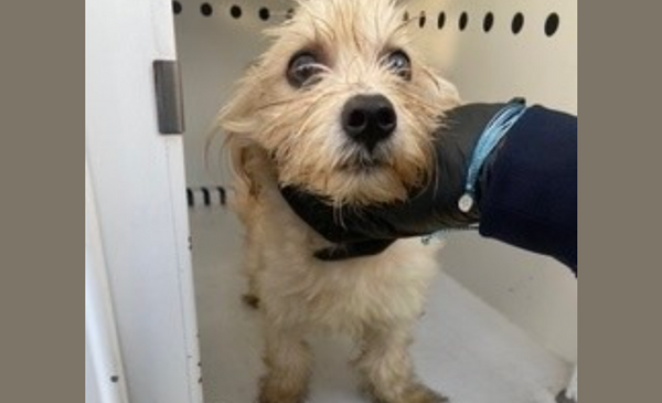 垃圾壓縮機中驚見「受驚發抖小狗」　男警救出後心疼：我收養牠