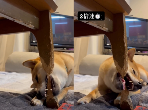 柴犬把桌腳當潔牙骨竟然啃斷了　奴才：6個月大功告成！