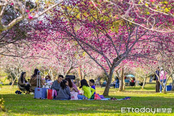 ▲粉色風暴將席捲水沙連！2026日月潭櫻花季盛大登場。（圖／日月潭國家風景區管理處提供）