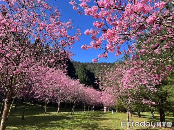 ▲▼暨大粉色花海。（圖／日月潭國家風景區管理處提供）