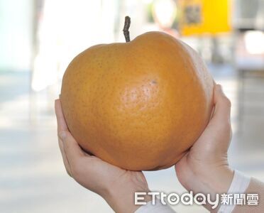 本高崎巨無霸水梨首度來台！　1公斤「愛宕梨」台南快閃試賣