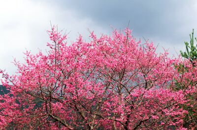 新北各大櫻花「花況預估」出爐