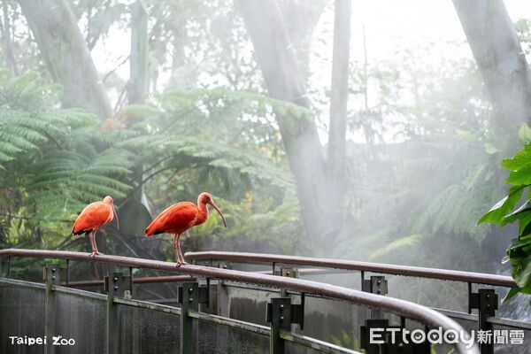 ▲。（圖／臺北市立動物園提供）