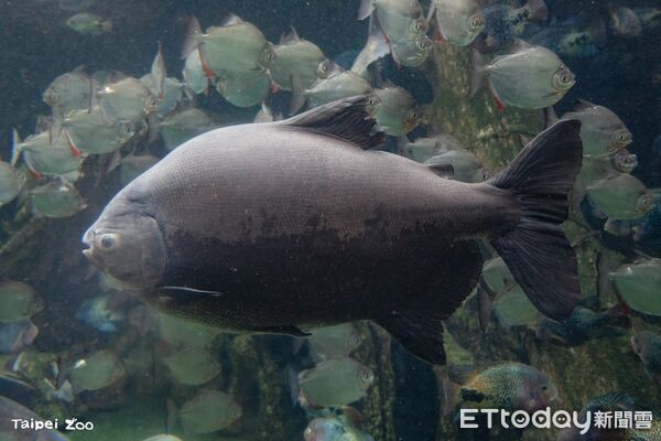 ▲。（圖／臺北市立動物園提供）