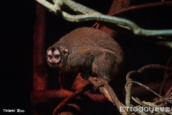 ▲。（圖／臺北市立動物園提供）