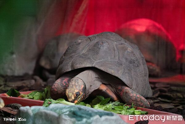 ▲。（圖／臺北市立動物園提供）