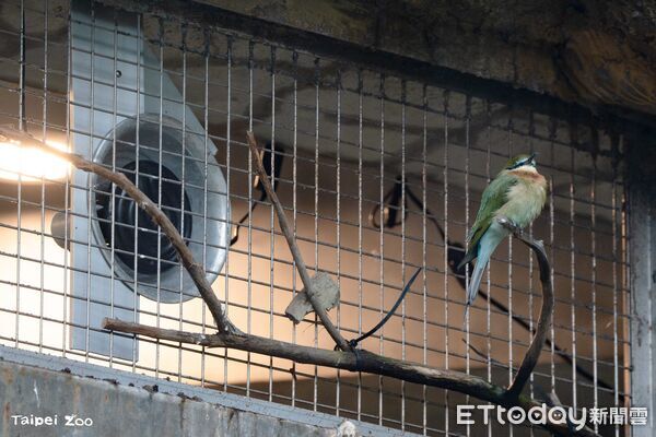 ▲。（圖／臺北市立動物園提供）