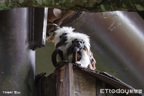 ▲。（圖／臺北市立動物園提供）