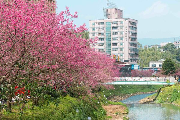 ▲汐止康誥坑溪山櫻花盛開,新店區櫻花街旁的屈尺公園(櫻花公園)櫻花也將接力綻放。（資料照／新北市景觀處提供）