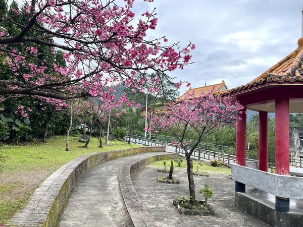 ▲汐止康誥坑溪山櫻花盛開,新店區櫻花街旁的屈尺公園(櫻花公園)櫻花也將接力綻放。（資料照／新北市景觀處提供）