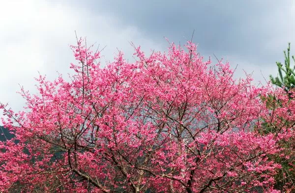 ▲坪林區大林里「新北第一櫻」已盛開，未來兩週是最佳觀賞期。（圖／坪林區公所提供）