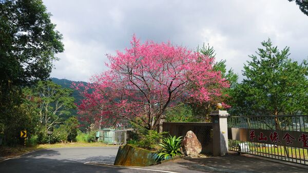 ▲坪林區大林里「新北第一櫻」已盛開，未來兩週是最佳觀賞期。（圖／坪林區公所提供）