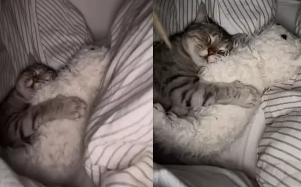 女半夜床上驚見「毛毛闖入者」　虎斑貓緊抱泰迪熊娃娃熟睡萌翻。（圖／翻攝自TikTok／thirsfinds）
