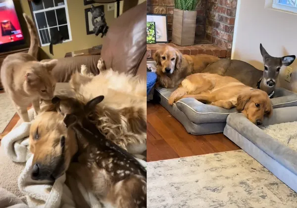 夫妻農場發現瀕死小鹿「全身爬滿蛆」　善良阿金當養母守護牠長大。（圖／翻攝自TikTok／brownhikingtrails）