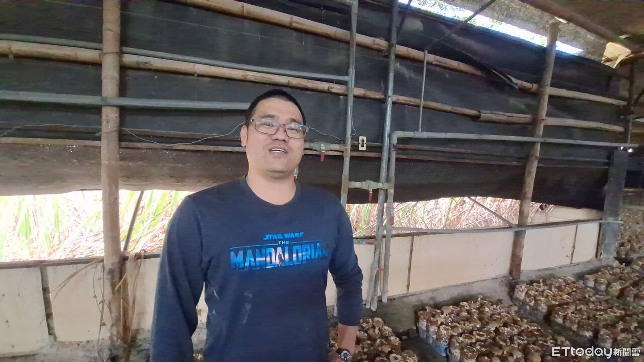 氣候極端溫差大!香菇比同期減產2成 谷關農民種出罕見花菇