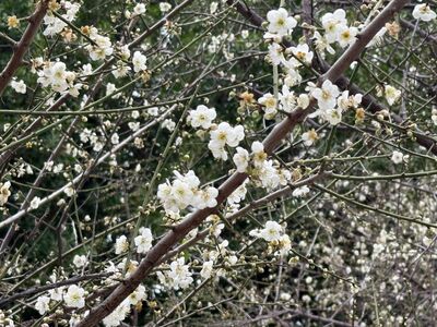 台北榮星公園梅花開了！美到月底