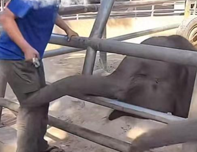 陸野生動物園「持金屬鎖打小象」 園方鬼扯「嚇嚇牠」遭罵改認錯