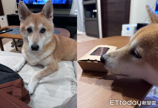 柴犬討食不成好生氣。（圖／Threads@jjjeessiiiee提供）
