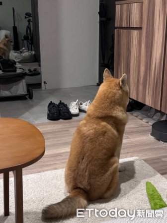 柴犬討食不成好生氣。（圖／Threads@jjjeessiiiee提供）