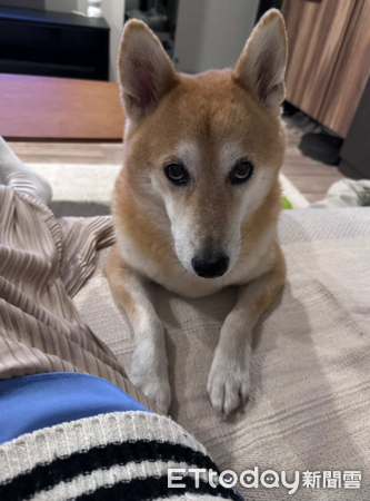 柴犬討食不成好生氣。（圖／Threads@jjjeessiiiee提供）