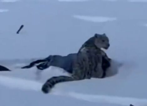 ▲▼可可托海雪豹攻擊遊客！女子「臉被咬傷」全身是血。（圖／翻攝微博）