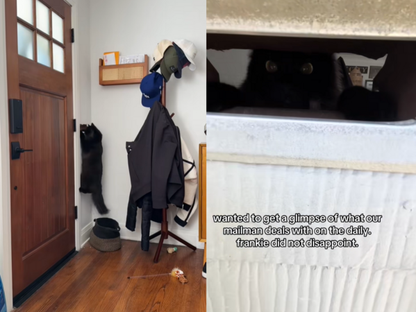 郵差怎麼投信都失敗！　喵星人出手狂擋奴才寫信幫道歉