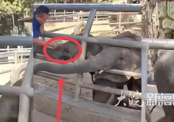 ▲▼  西雙版納野生動物園回應飼養員打小象           。（圖／翻攝 大皖新聞）