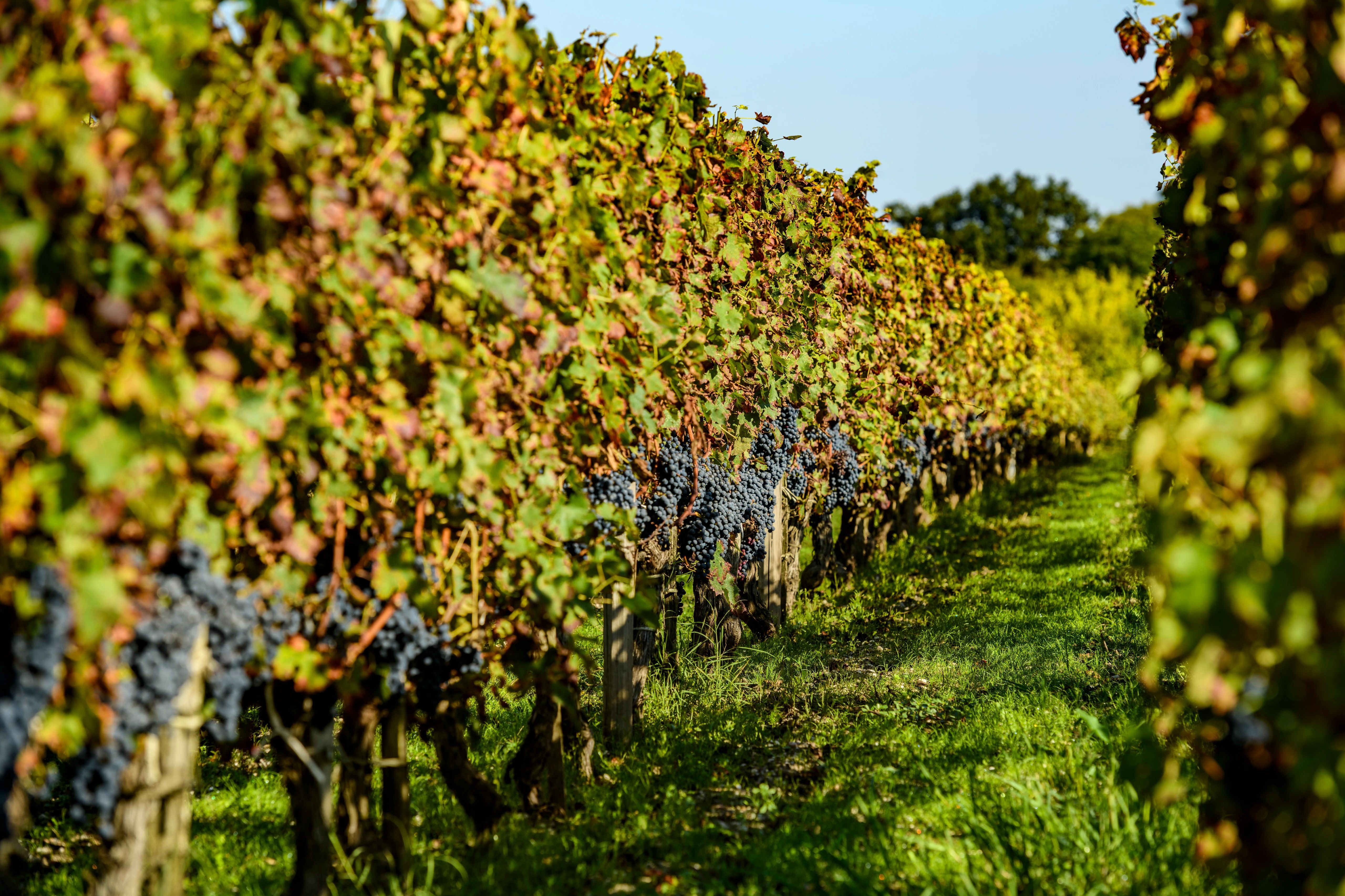 ▲Penfolds 奔富珍釀系列新年份登場。（圖／品牌提供）